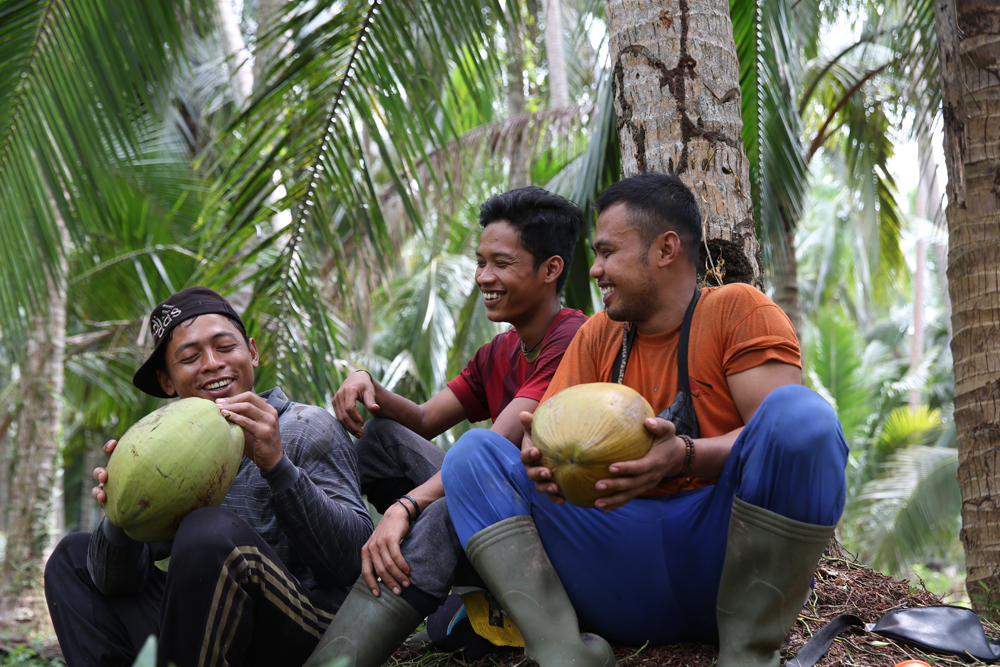 panen kelapa Gorontalo
